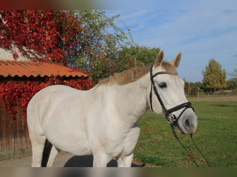 Deutsches Sportpferd Wallach 12 Jahre 169 cm Schimmel in Falkensee