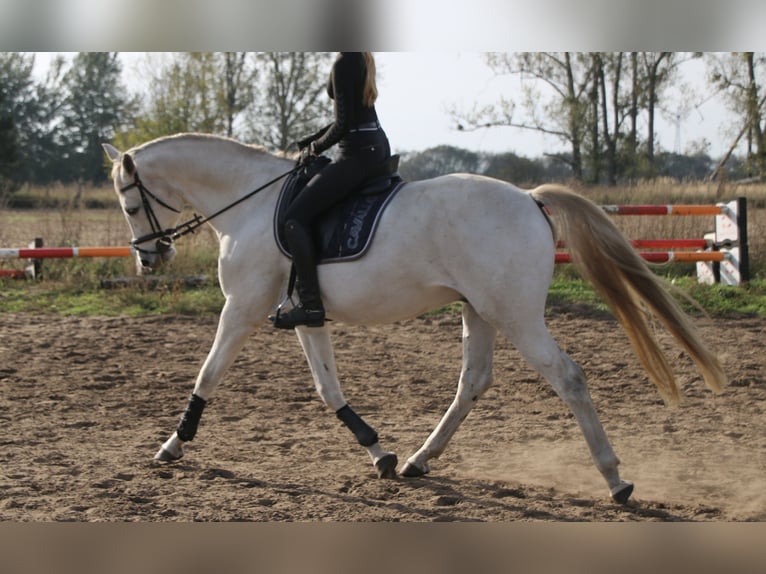 Deutsches Sportpferd Wallach 12 Jahre 169 cm Schimmel in Falkensee