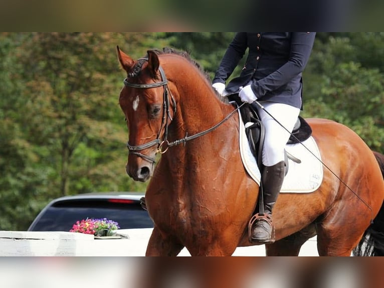 Deutsches Sportpferd Wallach 12 Jahre 170 cm Brauner in Laurenzberger