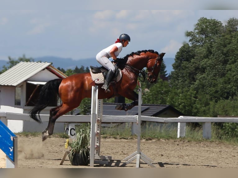 Deutsches Sportpferd Wallach 12 Jahre 170 cm Brauner in Laurenzberger