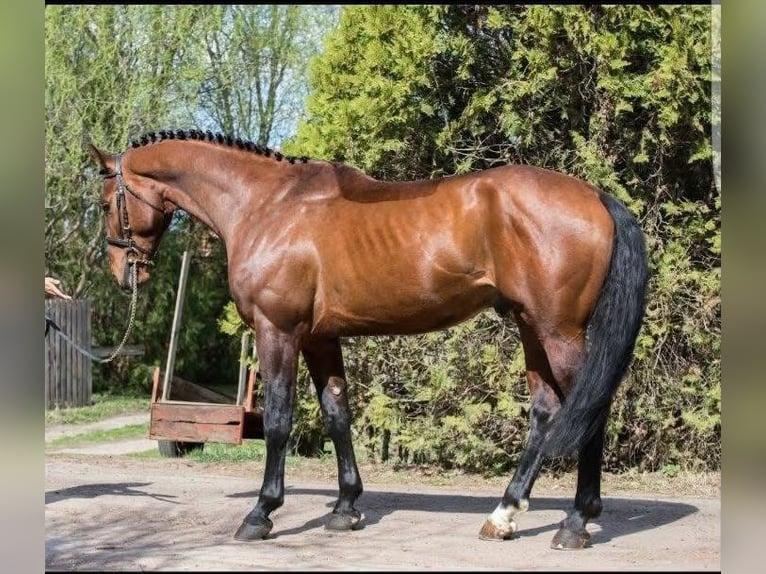Deutsches Sportpferd Wallach 12 Jahre 170 cm Brauner in Laurenzberger