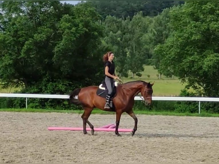 Deutsches Sportpferd Wallach 12 Jahre 170 cm Brauner in Haigerloch