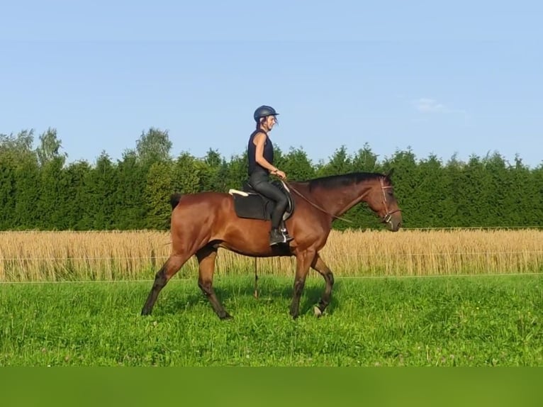 Deutsches Sportpferd Wallach 12 Jahre 170 cm Brauner in Haigerloch
