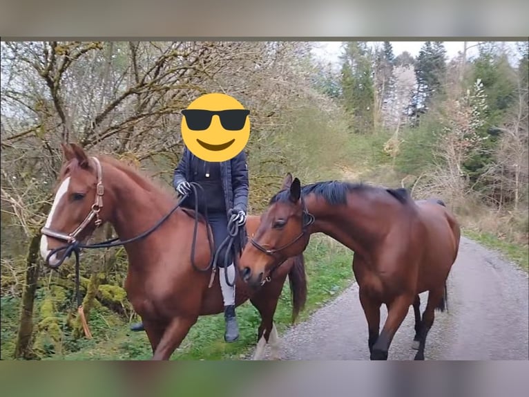 Deutsches Sportpferd Wallach 12 Jahre 170 cm Brauner in Haigerloch