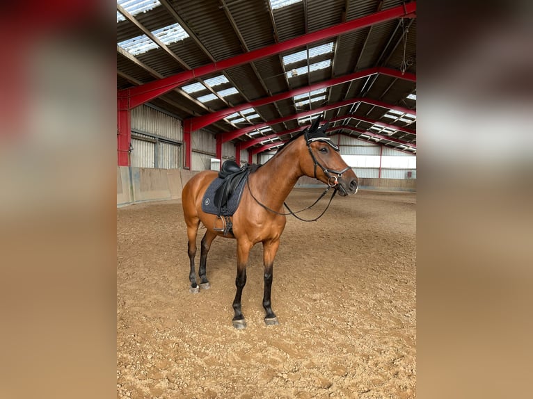 Deutsches Sportpferd Wallach 12 Jahre 170 cm Brauner in Vechelde