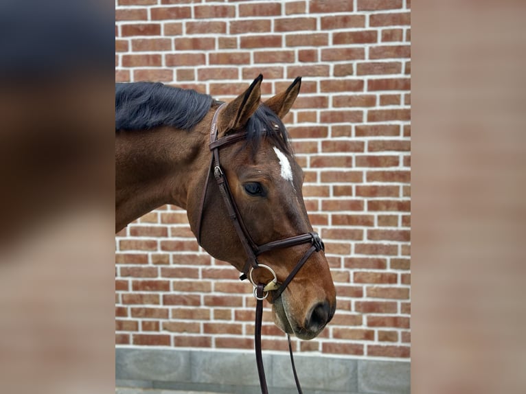 Deutsches Sportpferd Wallach 12 Jahre 170 cm Brauner in Walldorf