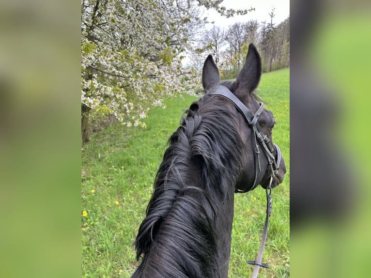 Deutsches Sportpferd Wallach 12 Jahre 170 cm Rappe in Leubsdorf