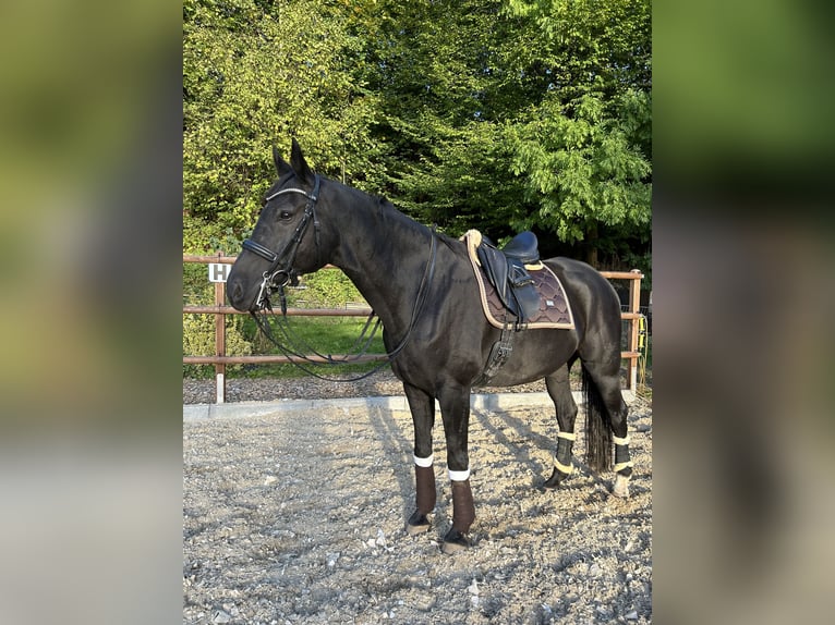 Deutsches Sportpferd Wallach 12 Jahre 170 cm Rappe in Leubsdorf