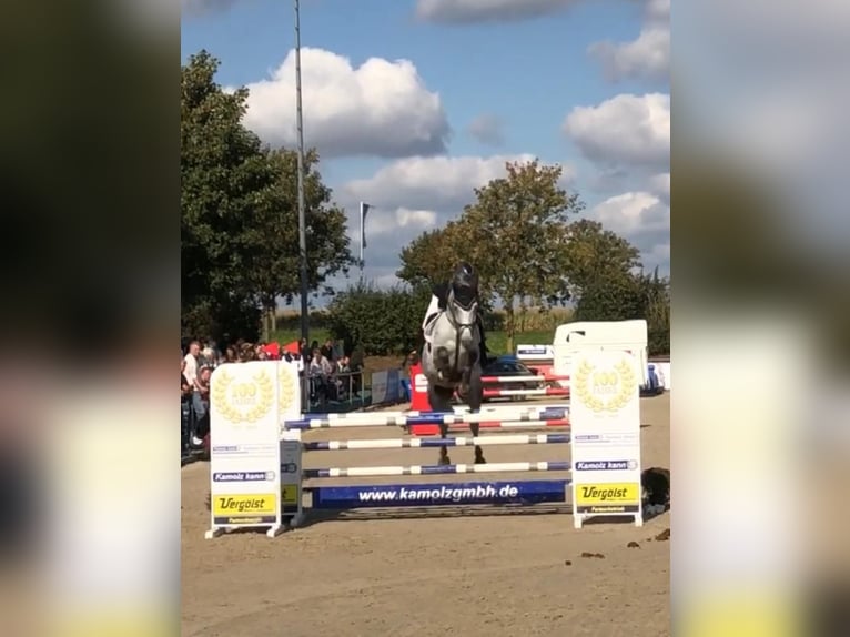 Deutsches Sportpferd Wallach 12 Jahre 170 cm Schimmel in Springe