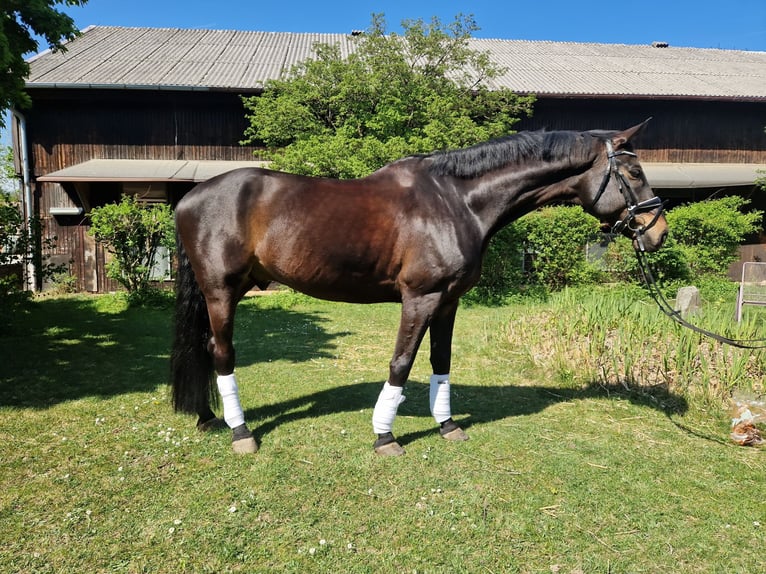 Deutsches Sportpferd Wallach 12 Jahre 170 cm Schwarzbrauner in Gräfelfing
