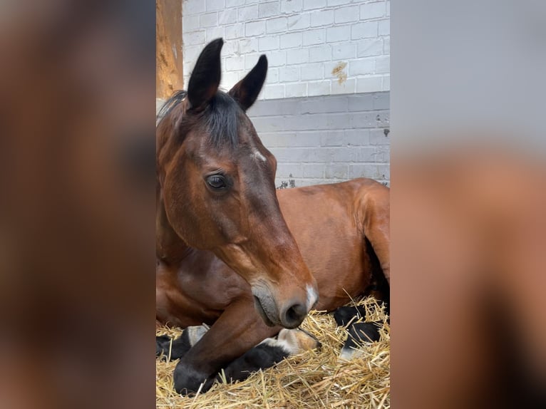 Deutsches Sportpferd Wallach 12 Jahre 172 cm Brauner in Willich