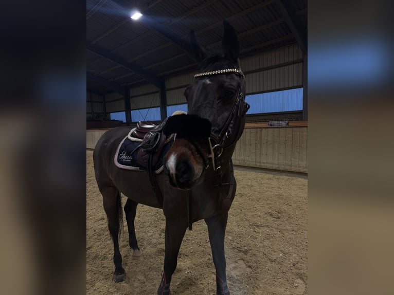 Deutsches Sportpferd Wallach 12 Jahre 172 cm Brauner in Willich