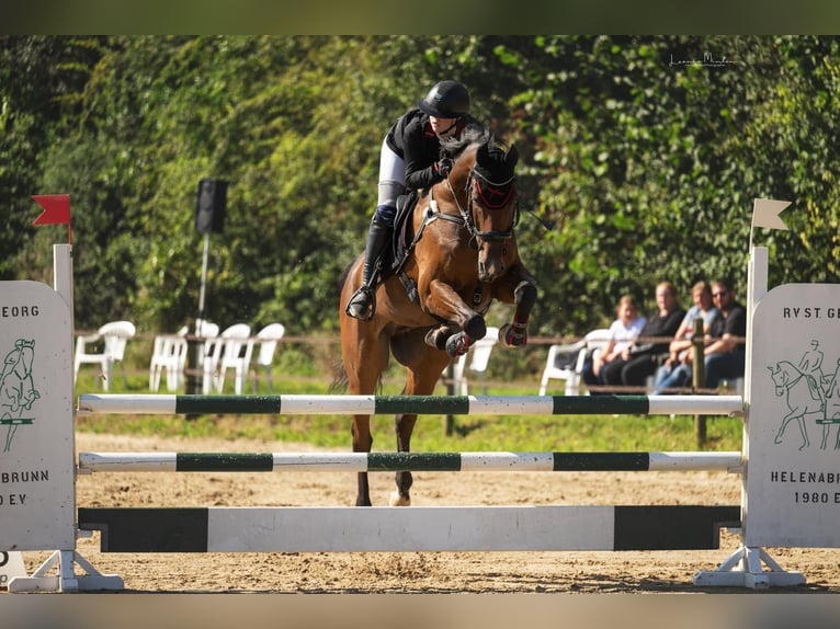 Deutsches Sportpferd Wallach 12 Jahre 172 cm Brauner in Willich