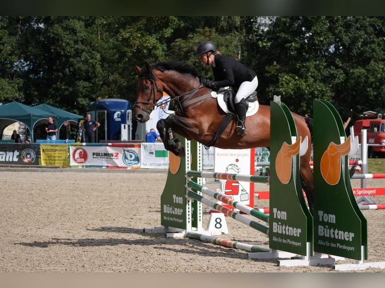 Deutsches Sportpferd Wallach 12 Jahre 173 cm Brauner in Ostrau