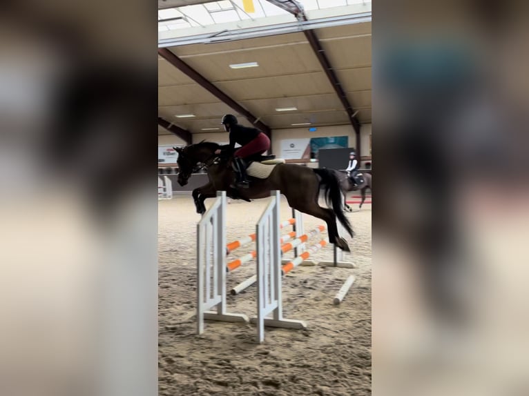 Deutsches Sportpferd Wallach 12 Jahre 173 cm Dunkelbrauner in Niederkrüchten