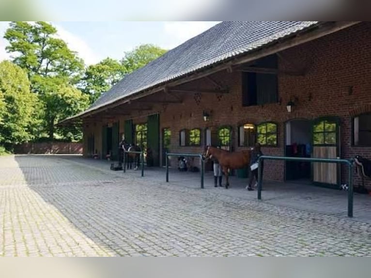 Deutsches Sportpferd Wallach 12 Jahre 173 cm Dunkelbrauner in Niederkrüchten