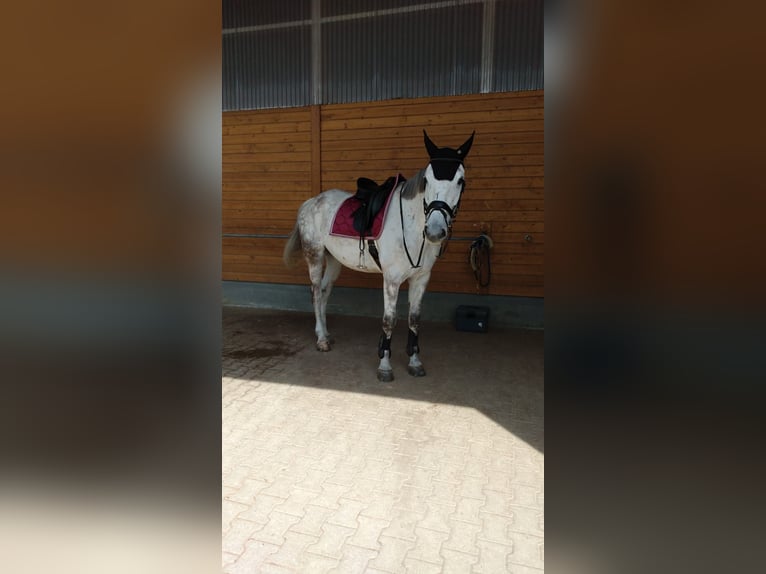 Deutsches Sportpferd Wallach 12 Jahre 173 cm Schimmel in Aying