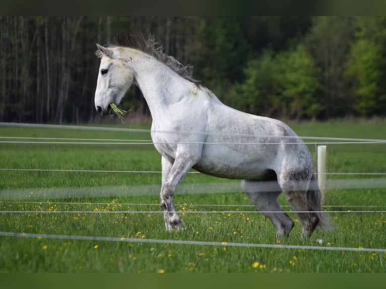 Deutsches Sportpferd Wallach 12 Jahre 173 cm Schimmel in Aying