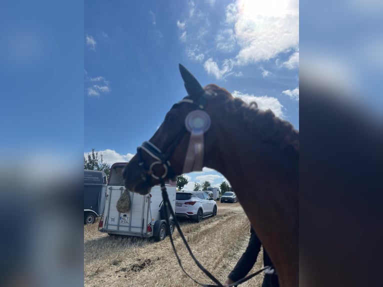 Deutsches Sportpferd Wallach 12 Jahre 174 cm Dunkelfuchs in Borsdorf