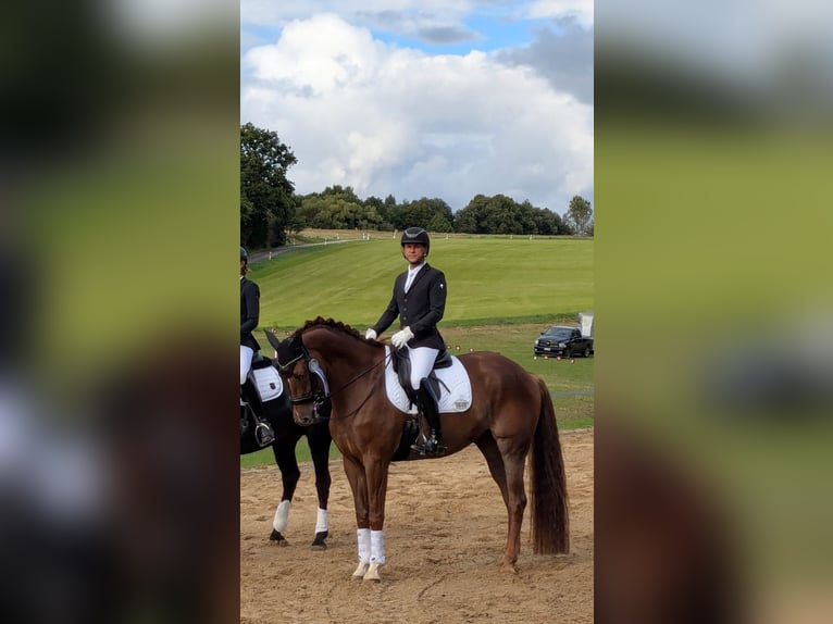 Deutsches Sportpferd Wallach 12 Jahre 174 cm Dunkelfuchs in Borsdorf