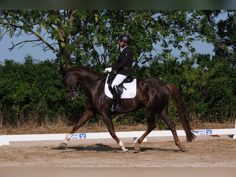 Deutsches Sportpferd Wallach 12 Jahre 174 cm Dunkelfuchs in Borsdorf