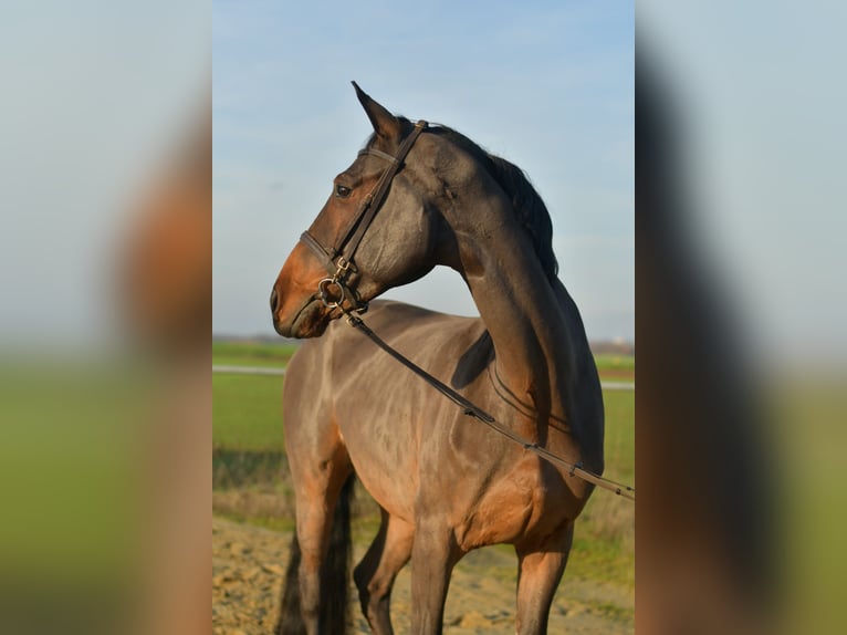Deutsches Sportpferd Wallach 12 Jahre 175 cm Brauner in Geilenkirchen