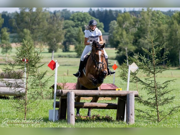 Deutsches Sportpferd Wallach 12 Jahre 175 cm Brauner in Burggen