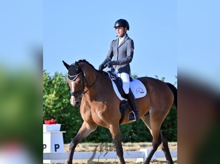 Deutsches Sportpferd Wallach 12 Jahre 175 cm Brauner in Burggen