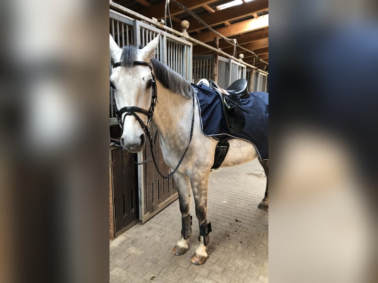 Deutsches Sportpferd Wallach 12 Jahre 175 cm Schimmel in Artern