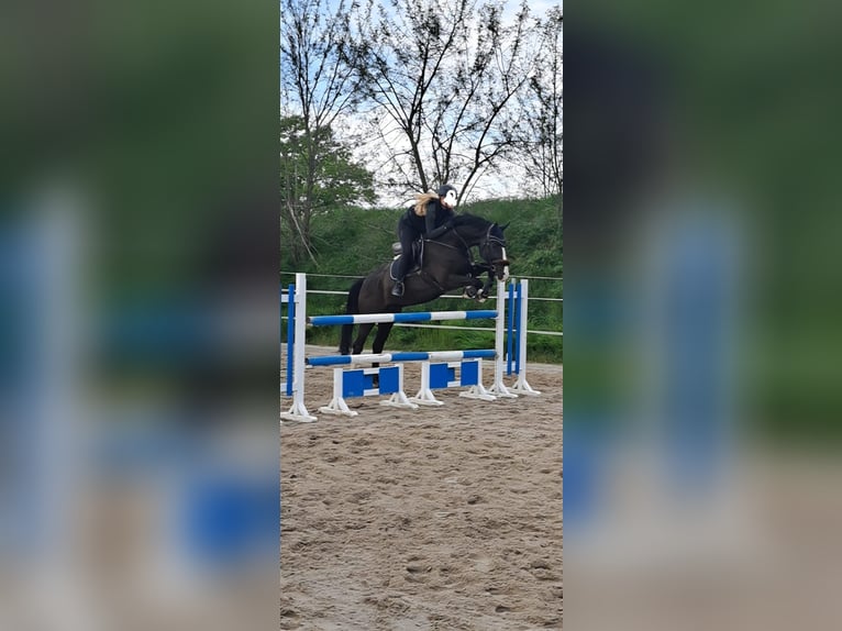 Deutsches Sportpferd Wallach 12 Jahre 175 cm Schwarzbrauner in Eilenburg