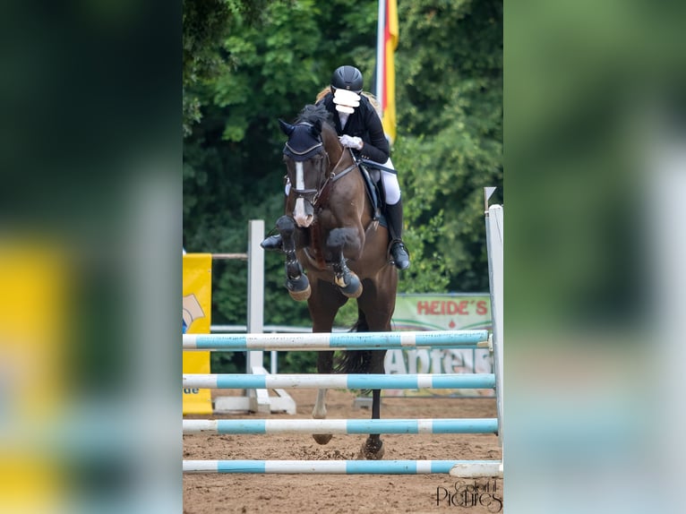 Deutsches Sportpferd Wallach 12 Jahre 175 cm Schwarzbrauner in Eilenburg