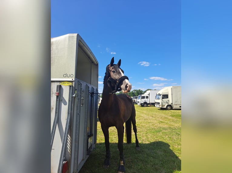 Deutsches Sportpferd Wallach 12 Jahre 175 cm Schwarzbrauner in Eilenburg
