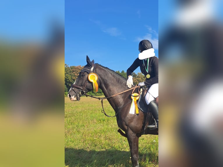 Deutsches Sportpferd Wallach 12 Jahre 175 cm Schwarzbrauner in Eilenburg