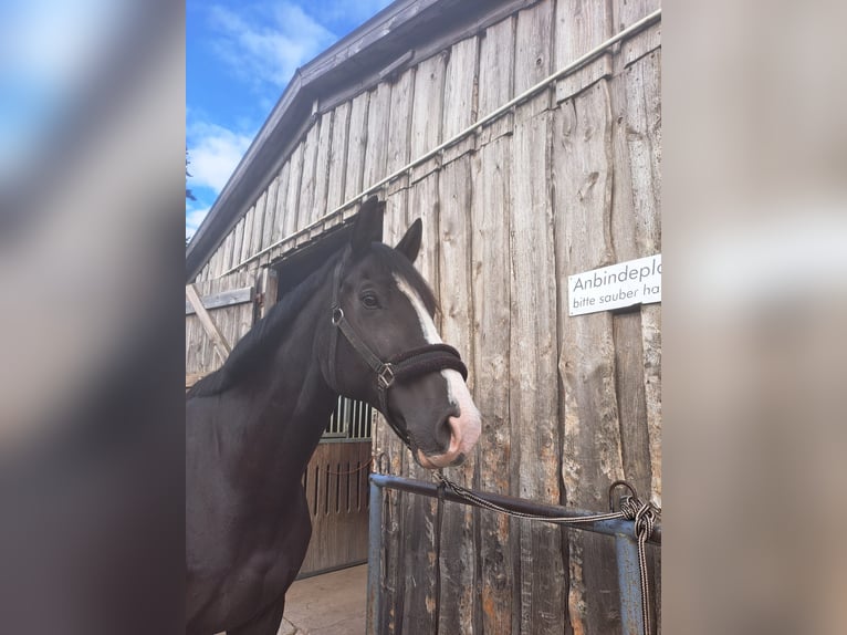 Deutsches Sportpferd Wallach 12 Jahre 175 cm Schwarzbrauner in Eilenburg