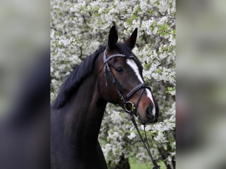 Deutsches Sportpferd Wallach 12 Jahre 176 cm Schwarzbrauner in Bietigheim-Bissingen