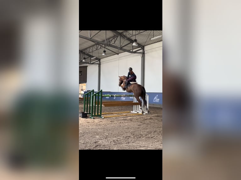 Deutsches Sportpferd Wallach 12 Jahre 178 cm Fuchs in Kraków