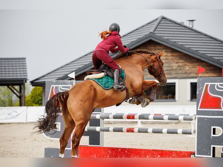 Deutsches Sportpferd Wallach 12 Jahre 178 cm Fuchs in Kraków