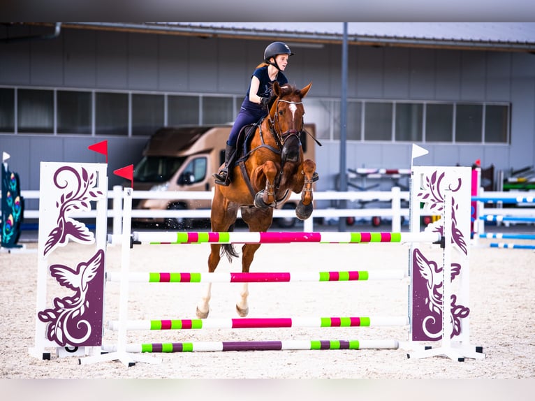 Deutsches Sportpferd Wallach 12 Jahre 178 cm Fuchs in Krak&#xF3;w