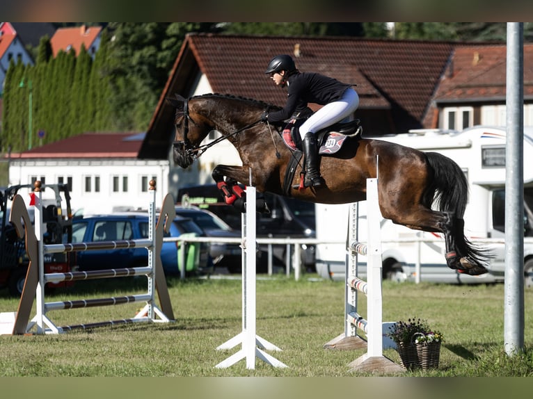Deutsches Sportpferd Wallach 12 Jahre 181 cm Dunkelbrauner in Borsdorf