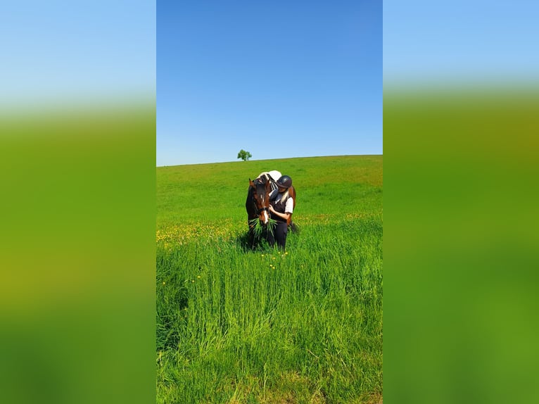 Deutsches Sportpferd Wallach 12 Jahre 183 cm Brauner in Hallgarten