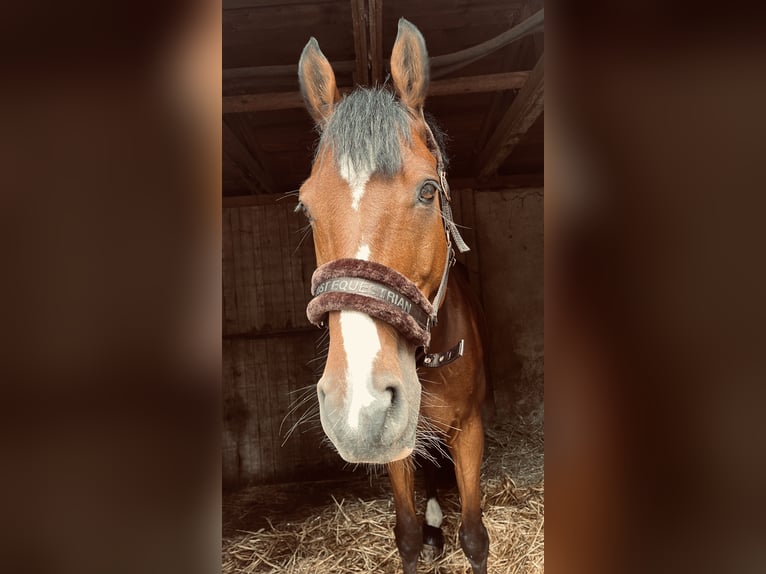 Deutsches Sportpferd Wallach 12 Jahre 183 cm Brauner in Hallgarten
