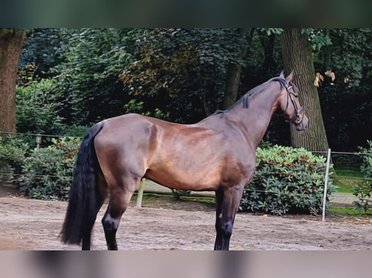 Deutsches Sportpferd Wallach 12 Jahre 188 cm Dunkelbrauner in Menslage