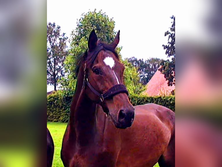 Deutsches Sportpferd Wallach 12 Jahre 188 cm Dunkelbrauner in Menslage
