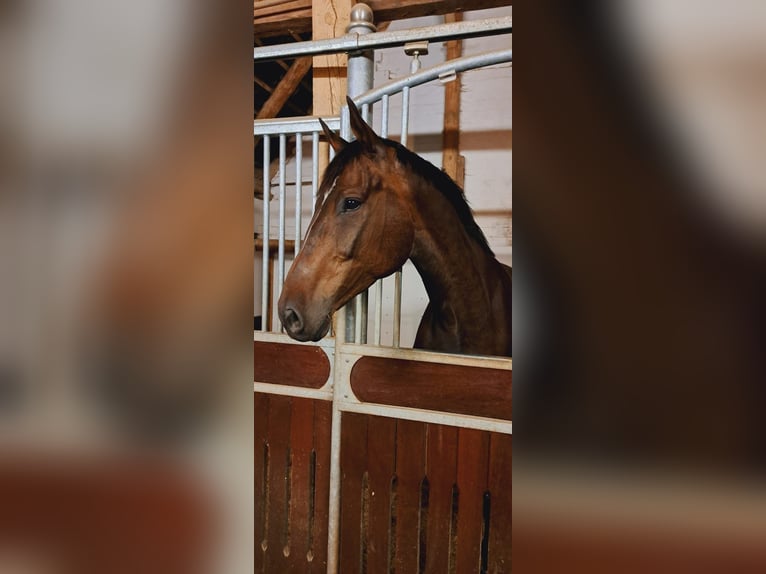 Deutsches Sportpferd Wallach 12 Jahre 188 cm Dunkelbrauner in Menslage
