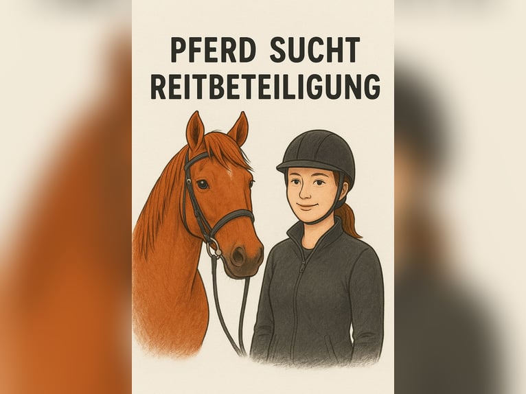 Deutsches Sportpferd Wallach 12 Jahre in Karben