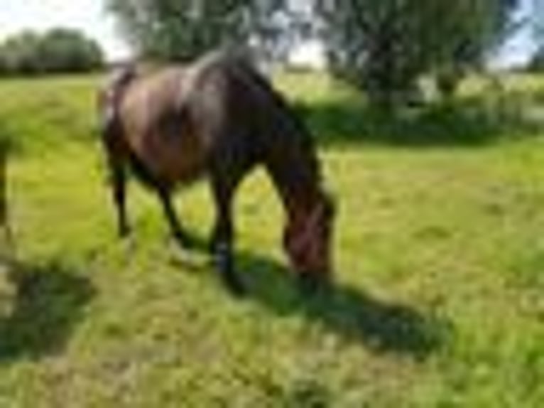 Deutsches Sportpferd Wallach 13 Jahre 161 cm Dunkelbrauner in K&#xFC;llstedt