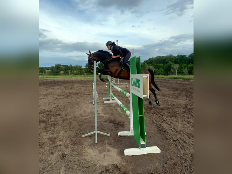 Deutsches Sportpferd Wallach 13 Jahre 162 cm Dunkelbrauner in Erligheim
