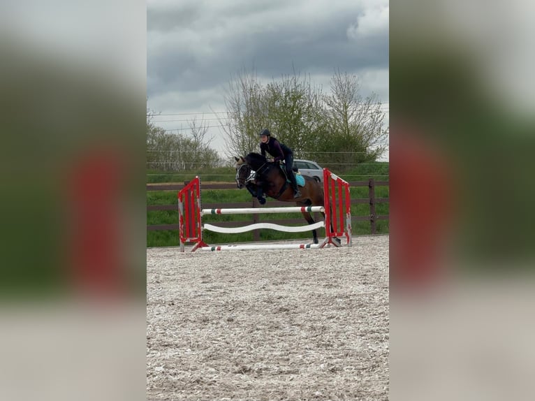 Deutsches Sportpferd Wallach 13 Jahre 162 cm Dunkelbrauner in Erligheim