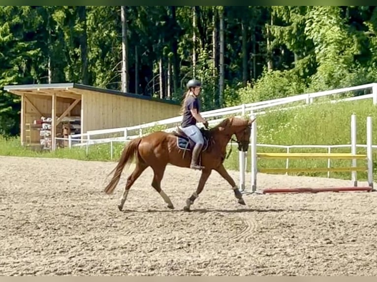 Deutsches Sportpferd Wallach 13 Jahre 162 cm Fuchs in Pelmberg