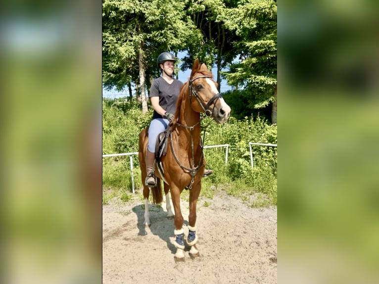 Deutsches Sportpferd Wallach 13 Jahre 162 cm Fuchs in Pelmberg